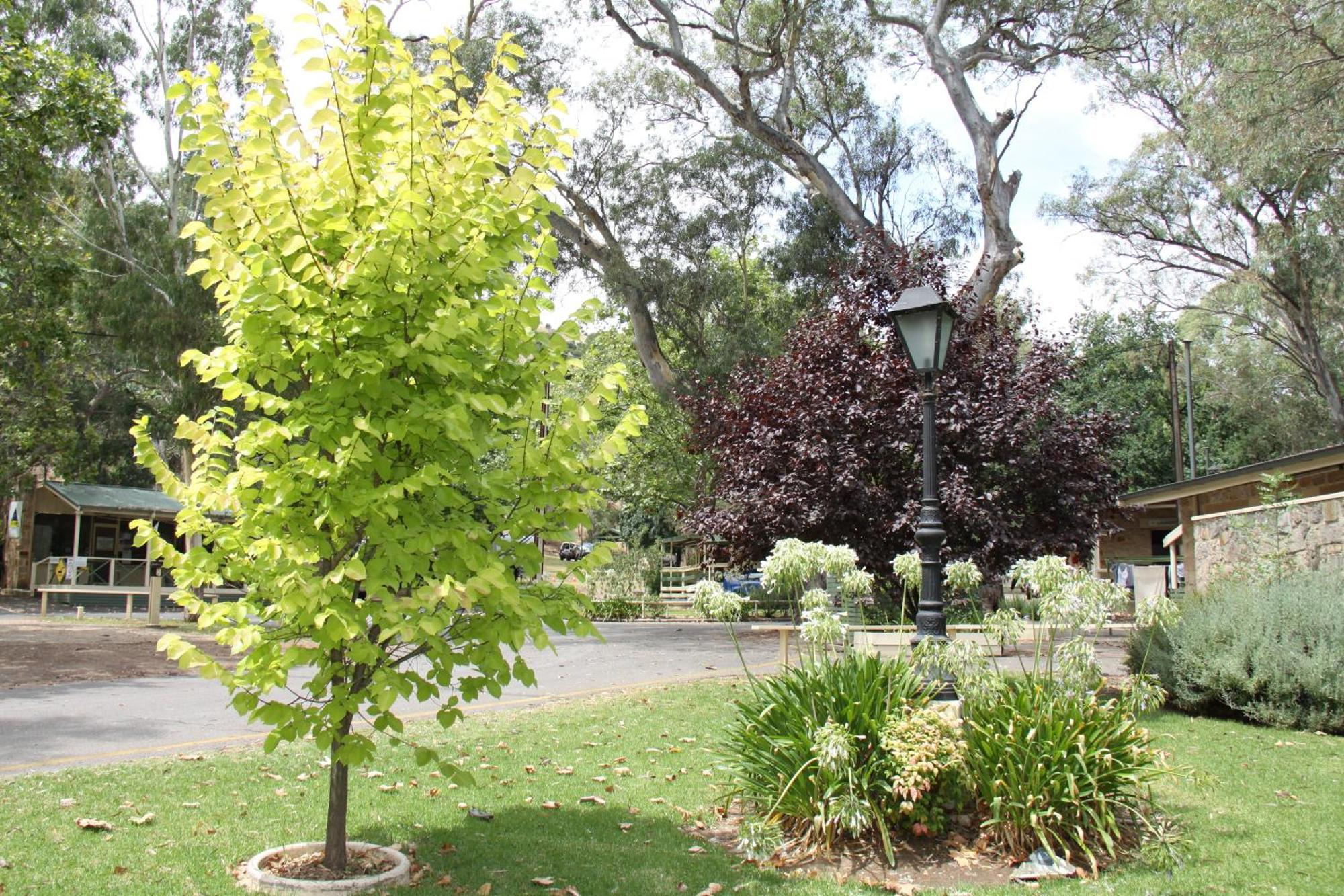 Adelaide Brownhill Creek Tourist Park Hotel Buitenkant foto